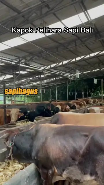 Kapok-Pelihara-Sapi-Bali